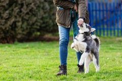 Woman Trains With A Young Husky On A Dog Training Field Stock Photography