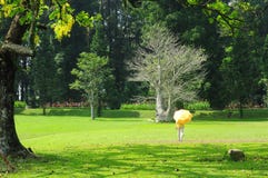 A woman walk with yellow umbrella at bogor botanical garden stock photos A woman walk with yellow umbrella at bogor botanical garden stock photos