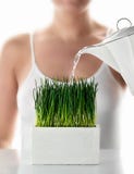 Woman watering grass isolated white background stock photos Woman watering grass isolated white background stock photos