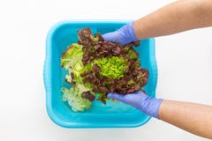 Woman wearing blue gloves washing a green lettuce