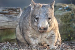 Wombat, Australiercommon, Queensland, Australien stockbilder Wombat, Australiercommon, Queensland, Australien stockbilder