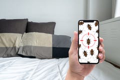 Women are checking for unusual things and detecting bed bugs in. The bedroom stock photo Women are checking for unusual things and detecting bed bugs in. The bedroom stock photo