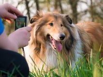 small rough collie