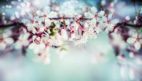 Wonderful springtime blossom of cherry tree or sakura, floral sprig border with outdoor nature Stock Images Wonderful springtime blossom of cherry tree or sakura, floral sprig border with outdoor nature Stock Images