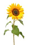 Wonderful Sunflower Helianthus annuus isolated on white background.