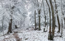 Wonderful winter landscape in snowy woods. Heavy frost on trees Stock Photography Wonderful winter landscape in snowy woods. Heavy frost on trees Stock Photography