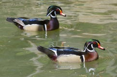 The wood duck royalty free stock photos The wood duck royalty free stock photos