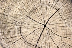 Wood stam för textursnittträd arkivbilder Wood stam för textursnittträd arkivbilder