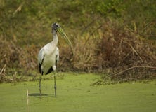 Wood Stork Covered In Algae Royalty Free Stock Images