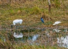 Wood Stork and a Little Blue Heron and an Ibis stock images Wood Stork and a Little Blue Heron and an Ibis stock images