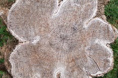 Wood Texture Background.Surface Of Wood With Nature Color And Pattern. Cross-sectional View Of A Log Cut End Wooden Textured Royalty Free Stock Images Wood Texture Background.Surface Of Wood With Nature Color And Pattern. Cross-sectional View Of A Log Cut End Wooden Textured Royalty Free Stock Images