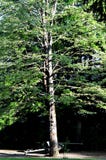 Wood royalty free stock photos Wood royalty free stock photos