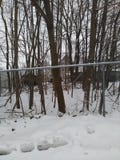 Wooded area behind chain linked fence with snowballs and snow. royalty free stock photos Wooded area behind chain linked fence with snowballs and snow. royalty free stock photos