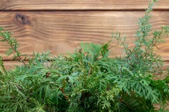 Wooden background new year postcard Green Thuja cedar royalty free stock images Wooden background new year postcard Green Thuja cedar royalty free stock images