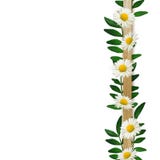 Wooden border with leaves and daisies Stock Photography Wooden border with leaves and daisies Stock Photography