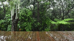 Wooden Decking Rainforest View