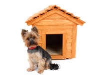 Wooden Dog S House And Dog. Royalty Free Stock Images Wooden Dog S House And Dog. Royalty Free Stock Images
