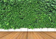 Wooden Floor And Vertical Garden With Tropical Green Leaf Royalty Free Stock Images Wooden Floor And Vertical Garden With Tropical Green Leaf Royalty Free Stock Images