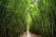 Wooden path through dense bamboo forest, leading to famous Waimoku Falls. Popular Pipiwai trail in Haleakala National Park on Maui Stock Photo Wooden path through dense bamboo forest, leading to famous Waimoku Falls. Popular Pipiwai trail in Haleakala National Park on Maui Stock Photo