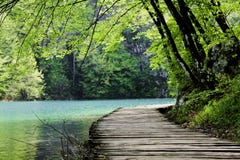 Wooden Path Near A Forest Lake Stock Photography Wooden Path Near A Forest Lake Stock Photography