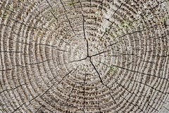 Wooden Plank With Splinters And Cracks Stock Photo