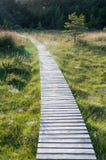 A wooden road through a peat bog, sweden, gotland royalty free stock photo A wooden road through a peat bog, sweden, gotland royalty free stock photo