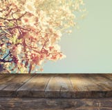 Wooden rustic table in front of spring white cherry blossoms tree. vintage filtered image. product display and picnic concept royalty free stock photo Wooden rustic table in front of spring white cherry blossoms tree. vintage filtered image. product display and picnic concept royalty free stock photo