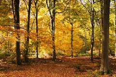 Woodland Scene With Yellow And Brown Autumn Leaves Royalty Free Stock Image