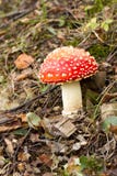 Woodland Toadstool stock images Woodland Toadstool stock images