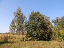 Woodlot σε έναν μπλε ουρανό υποβάθρου στοκ φωτογραφία Woodlot σε έναν μπλε ουρανό υποβάθρου στοκ φωτογραφία
