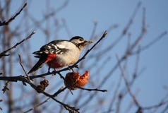 Woodpecker on a branch eating an Apple stock photos Woodpecker on a branch eating an Apple stock photos