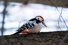 Woodpecker On A Tree Royalty Free Stock Photos