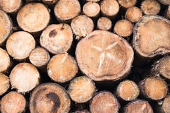 Woodpile na floresta fotos de stock Woodpile na floresta fotos de stock