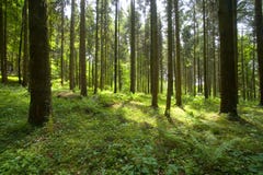 Free Woods Stock Photography - 14670422