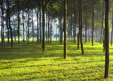 Free Woods Royalty Free Stock Photo - 8392515