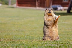 A lively and naughty marmot royalty free stock photo A lively and naughty marmot royalty free stock photo