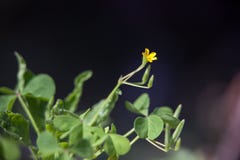 Woodsorrel amarelo comum fotografia de stock Woodsorrel amarelo comum fotografia de stock