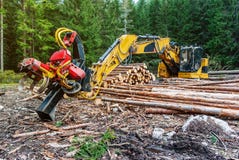 Woodworking machine tractor harvester in the forest. Primary wood processing, pruning branches. Deforestation