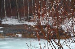 Woolly willow bud - Palm Sunday symbol in early spring near ice river Stock Images Woolly willow bud - Palm Sunday symbol in early spring near ice river Stock Images