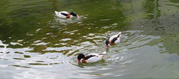3 ducks on a river royalty free stock images 3 ducks on a river royalty free stock images