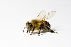 Worker honey bee (apis) with pollen,