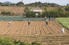 Workers in a field in Guatemala Royalty Free Stock Image Workers in a field in Guatemala Royalty Free Stock Image