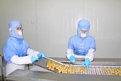 Workers in the food processing production line