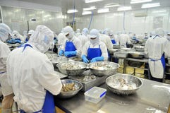 Workers are peeling and processing fresh raw shrimps in a seafood factory in the Mekong delta of Vietnam