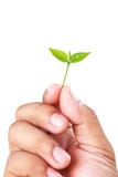 World Environment Day. photo. nature. Leaves. hand. on white bac Stock Images World Environment Day. photo. nature. Leaves. hand. on white bac Stock Images