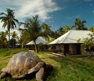 World's oldest tortoise on treasure island.
