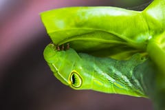 A Worm is eating leaves. royalty free stock photo A Worm is eating leaves. royalty free stock photo