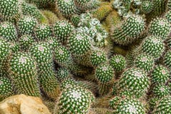 worm groene cactus royalty-vrije stock foto's worm groene cactus royalty-vrije stock foto's