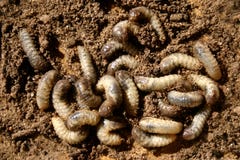 Worms Stock Photography Worms Stock Photography