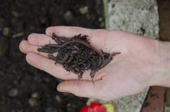 worms-hand-garden-palm-34015664.jpg